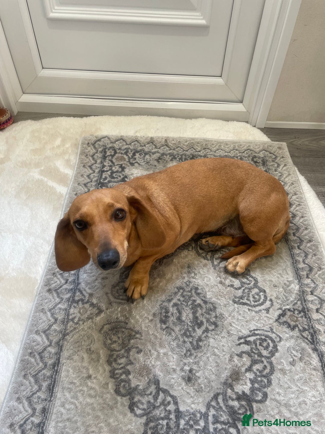 Dachshund dogs for sale: Tan dachshund for sale  - Image 2
