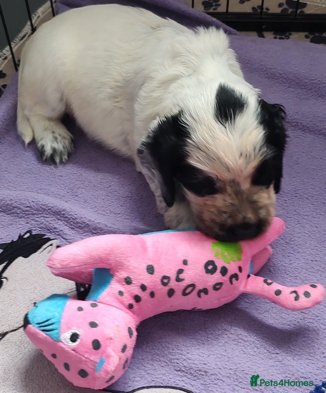 Sprocker dogs for sale: STRIKING BLUE ROAN SPROCKER PUPPIES  - Image 11