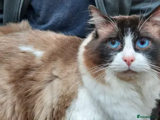 Ragdoll cats ACTIVE GCCF & TICA Bi-Colour Ragdoll Proven Male - Advert 17