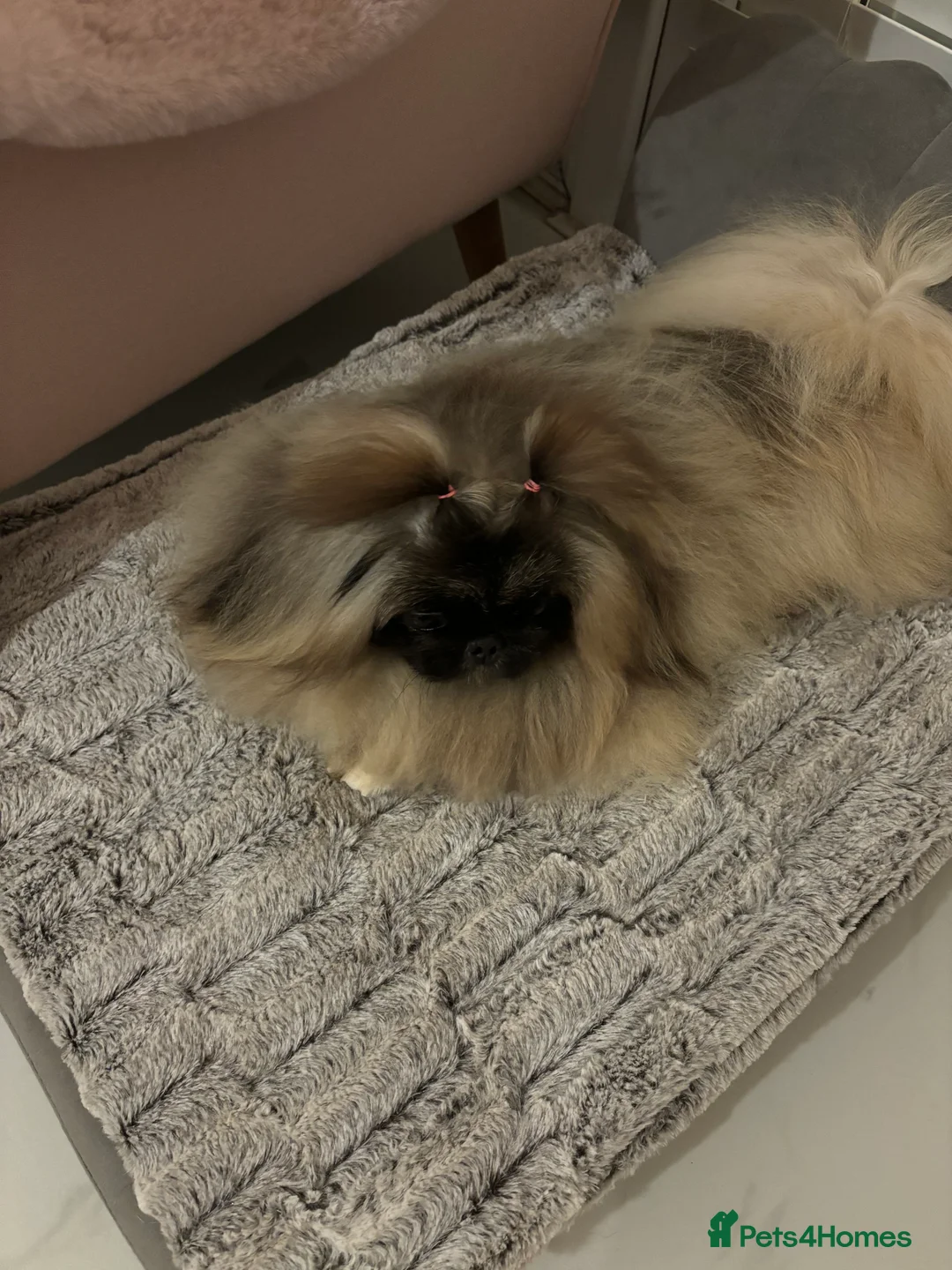 Pekingese dogs for sale: Beautiful Pekingese female sisters - Advert 4