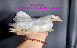 Chickens poultry for sale: Beautiful Pekin Bantam chicks for sale - Image 6
