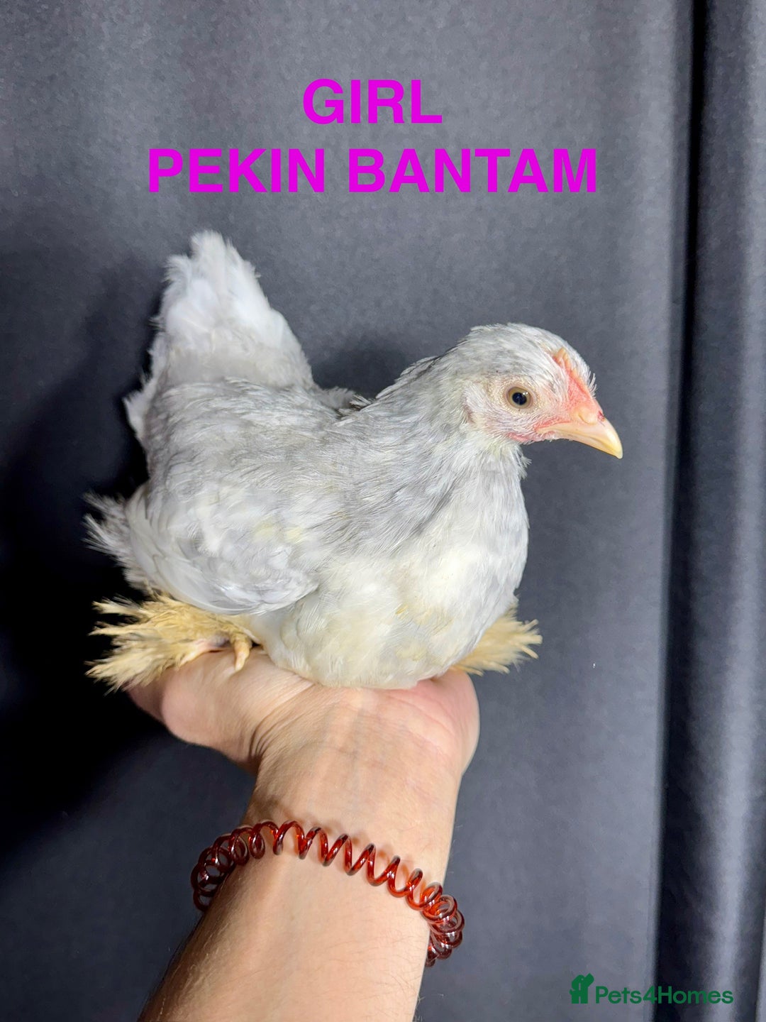 Chickens poultry for sale: Beautiful Pekin Bantam chicks for sale - Image 6