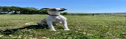 Whippet dogs for stud: Blue Fawn KC Registered Whippet available for stud - Advert 3