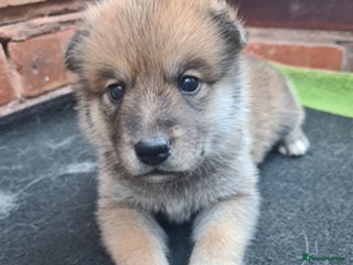 Mixed Breed dogs Czech Wolfdog × Akita/Malamute Puppies - Advert 5