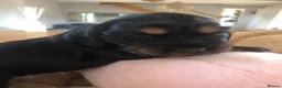 Cocker Spaniel dogs for sale: KC REG SHOW COCKER SPANIEL PUPPIES 🩷💙 - Advert 6