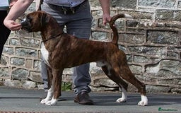 Boxer dogs for sale: Champion Sired KC Reg boxer puppies available - Image 15