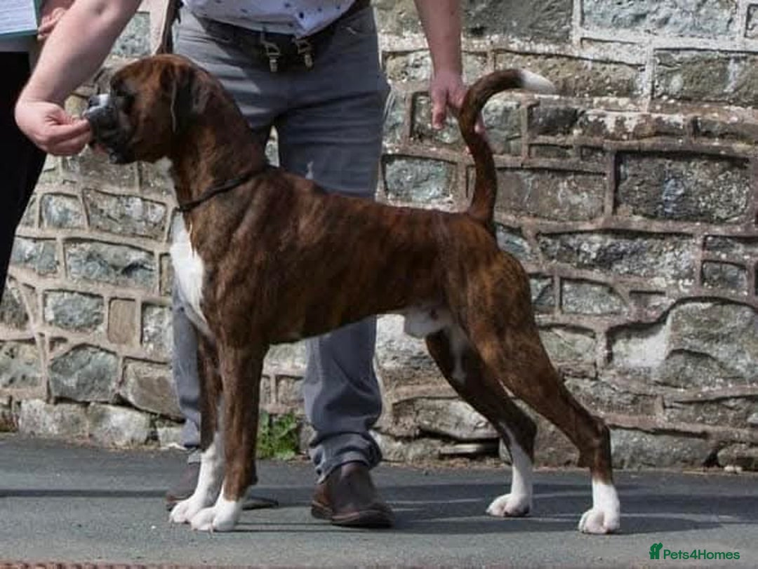 Boxer dogs for sale: Champion Sired KC Reg boxer puppies available - Image 15