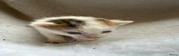 Mixed Breed cats for sale: Girl kittens  - Advert 4