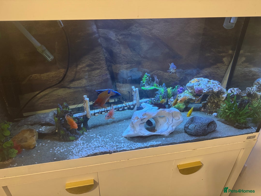 Cichlids fish for sale: Tank and fish  - Image 2
