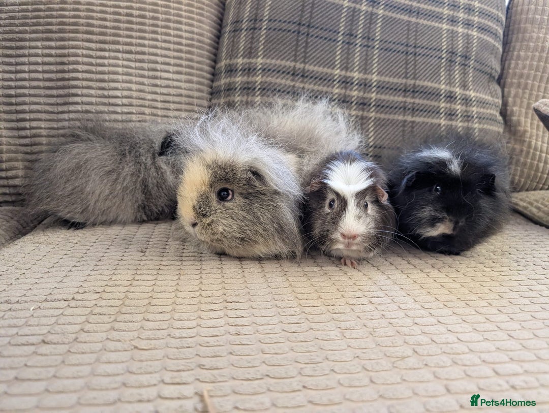 Guinea Pig rodents for sale: 4 female guinea pigs - Advert 16