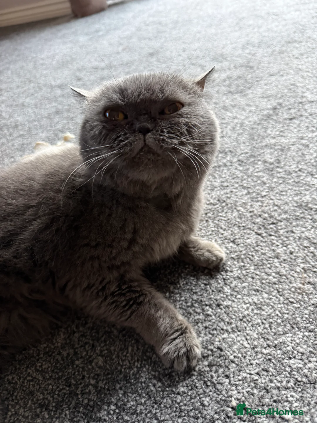 British Shorthair cats for sale: Sofey aka Pebble - Advert 3