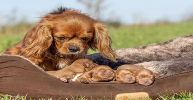 Cavapoo dogs Gorgeous red toy cavapoos  - Advert 8