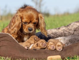 Cavapoo dogs Gorgeous red toy cavapoos - Advert 2