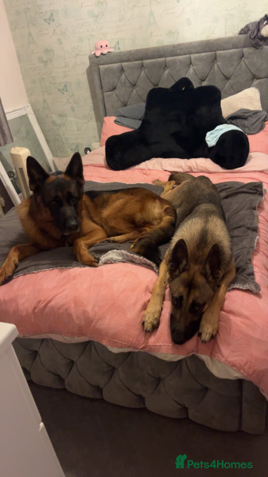 Mixed Breed dogs for sale: Belgian malinois x German Shepherd puppies  - Advert 11