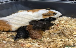 Guinea Pig rodents for sale: Baby guinea pigs for sale - Image 23