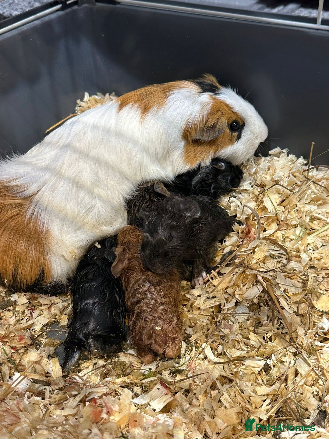 Guinea Pig rodents for sale: Baby guinea pigs for sale - Image 23