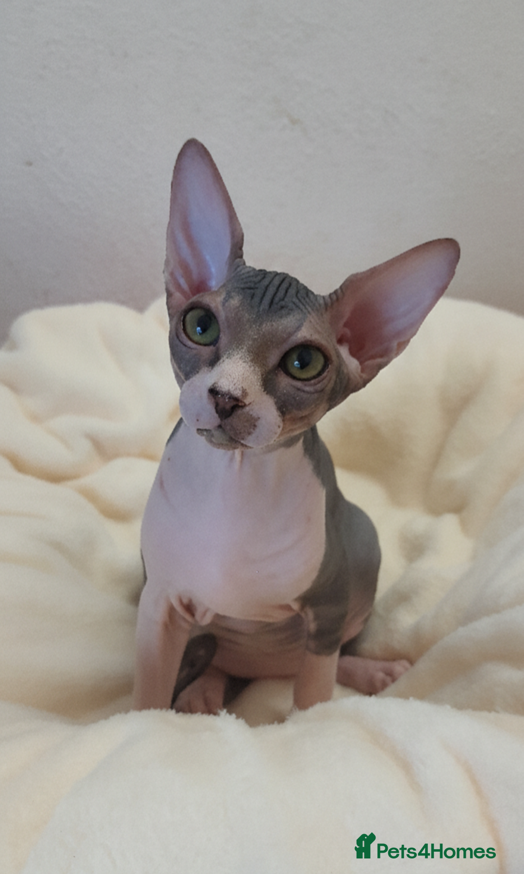 Sphynx cats for sale: Sphynx Kittens – Males & Female – International ✅ - Advert 7