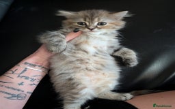 Mixed Breed cats for sale: Fluffy British Shorthair Mix Female Kitten  - Image 6