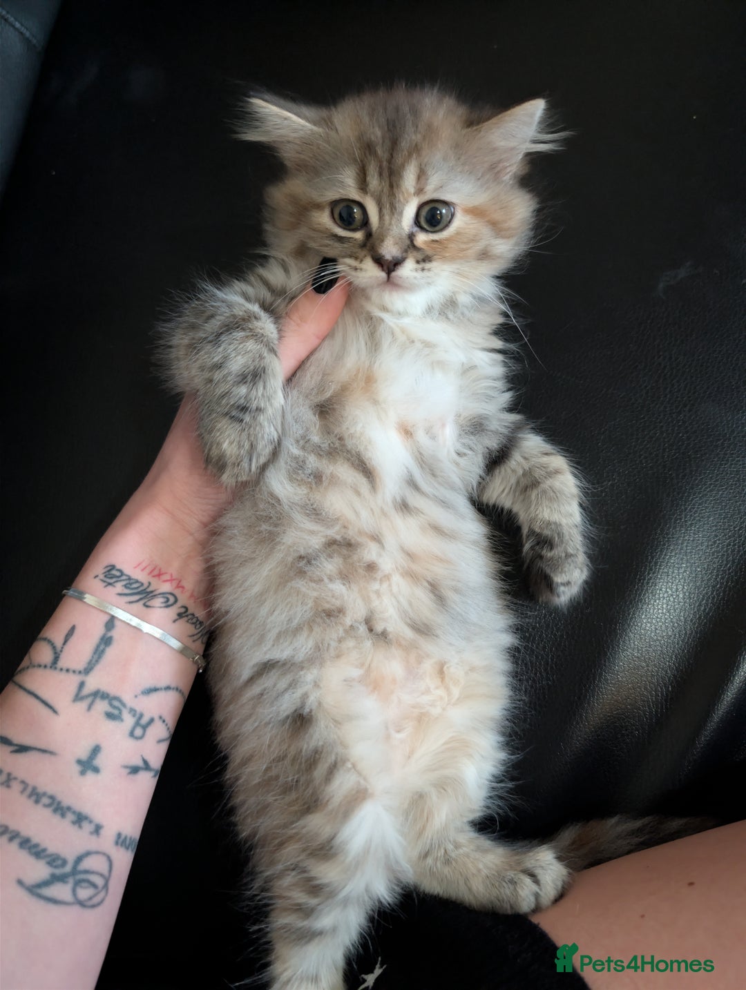 Mixed Breed cats for sale: Fluffy British Shorthair Mix Female Kitten  - Image 6