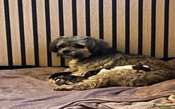 Shorkie dogs for sale: Shorkie pups - Image 11