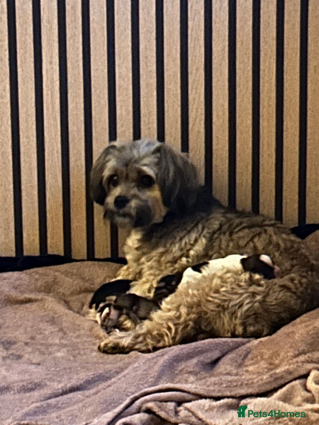 Shorkie dogs for sale: Shorkie pups - Image 11