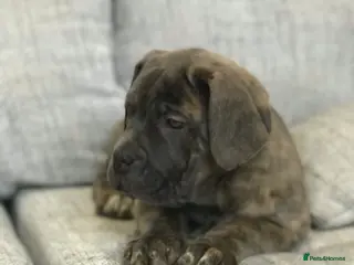 Mixed Breed dogs Fully Vaccinated Puppies Ready to go! - Advert 5