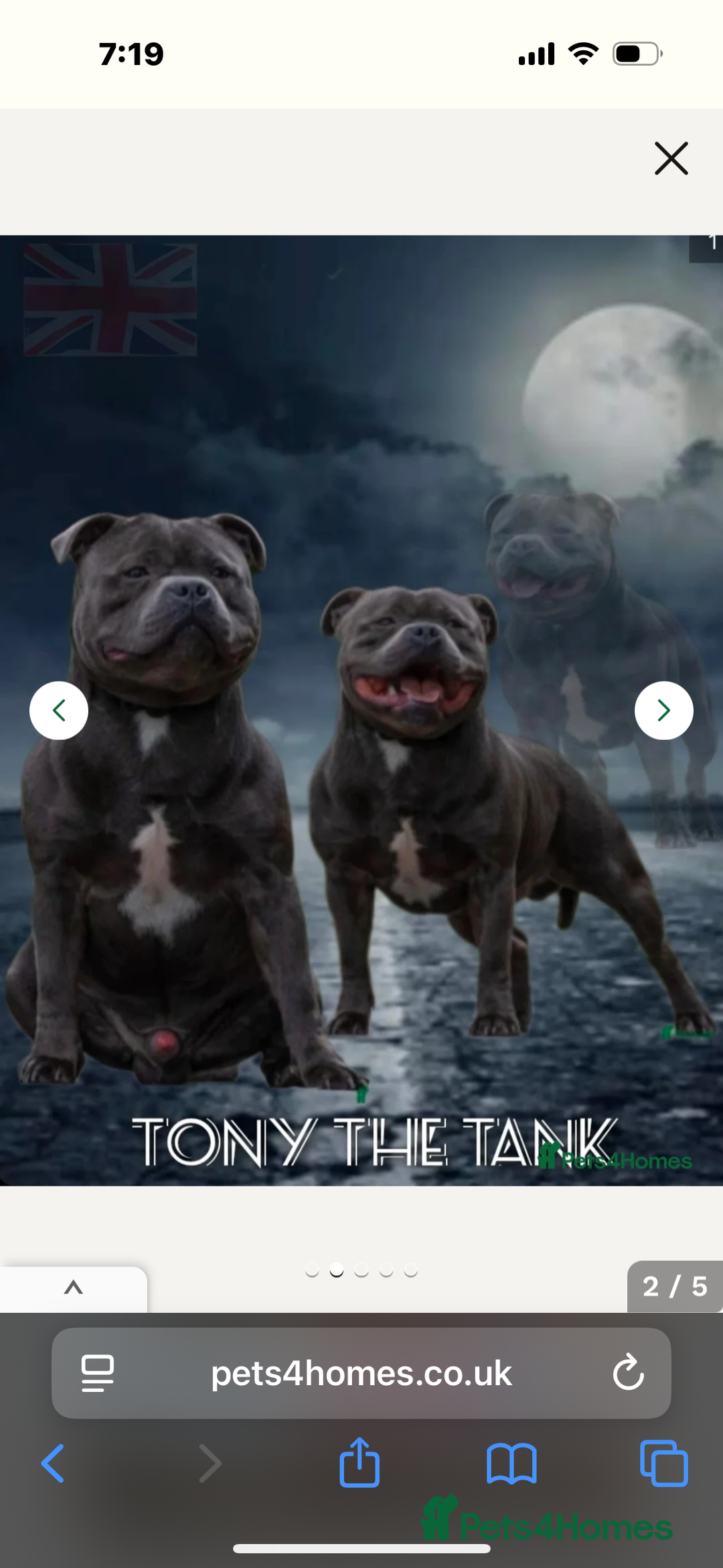Staffordshire Bull Terrier dogs for sale: Beautiful Blue KC Reg Staffs - Image 2