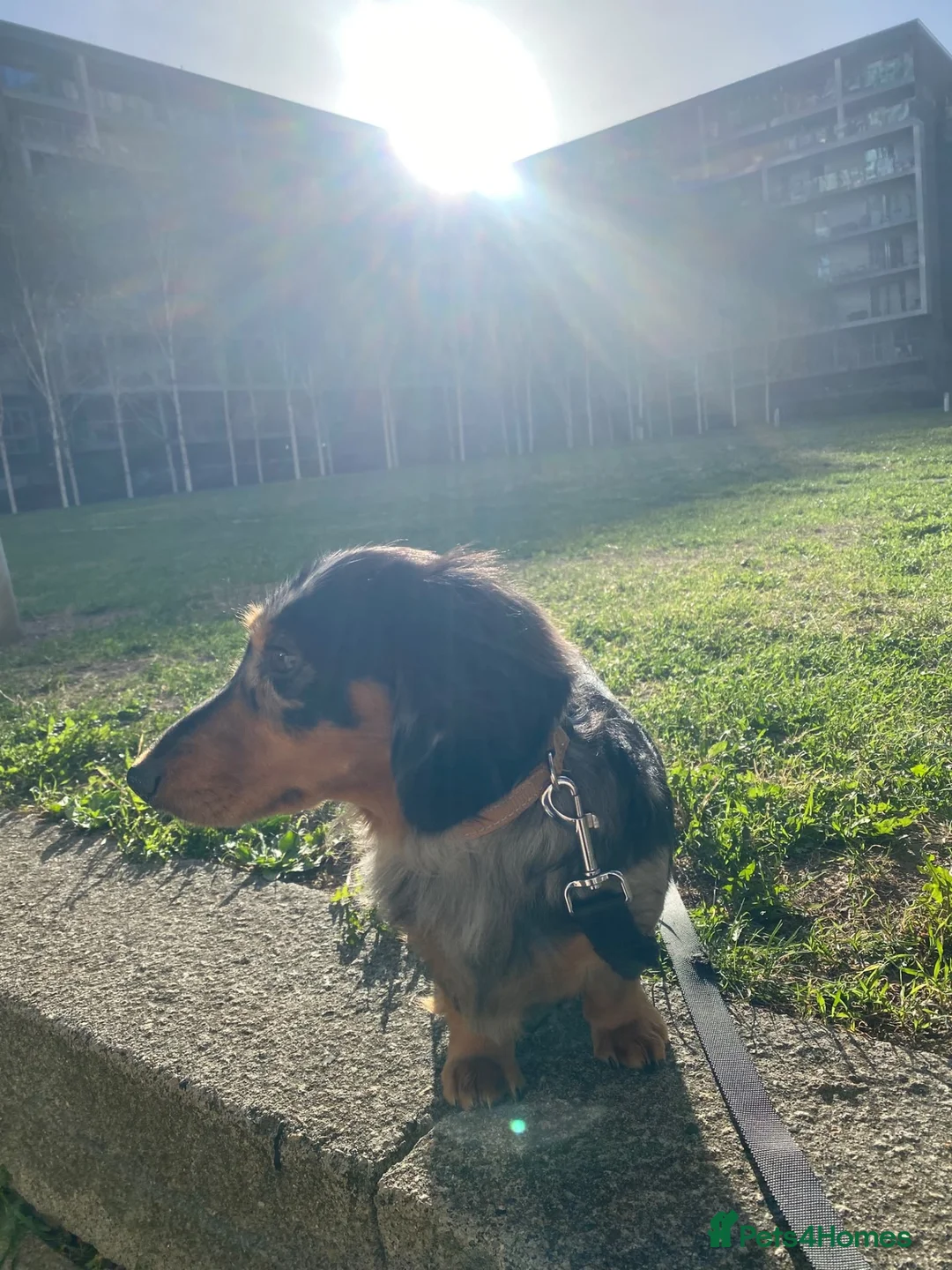 Miniature Dachshund dogs for stud: Luffy – Gorgeous Long-Haired Miniature Dachshund in London - Advert 2