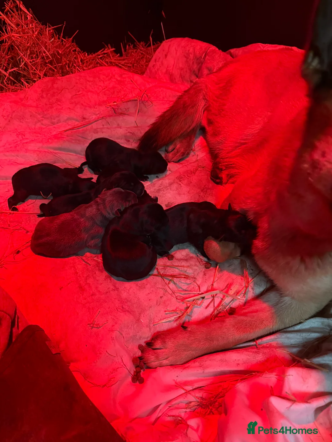 Mixed Breed dogs for sale: Beautiful friendly cane Corso crosses  - Advert 16