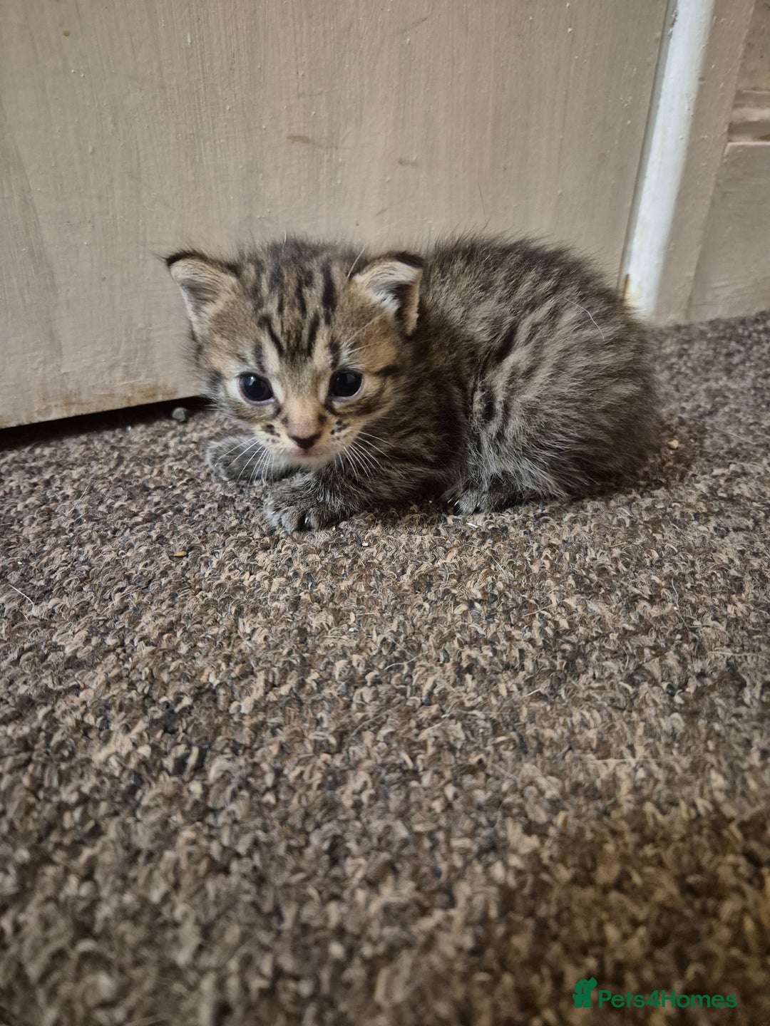Mixed Breed cats for sale: adorable kittens ready on 20/09/25 - Image 3