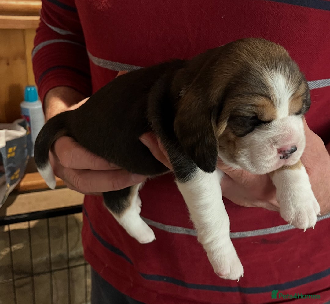 Beagle dogs for sale: Champion Bred Puppies (KC Reg) - Advert 11