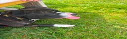 Staffordshire Bull Terrier dogs for adoption: TULLY❤️🐾 in Hengoed - Advert 7