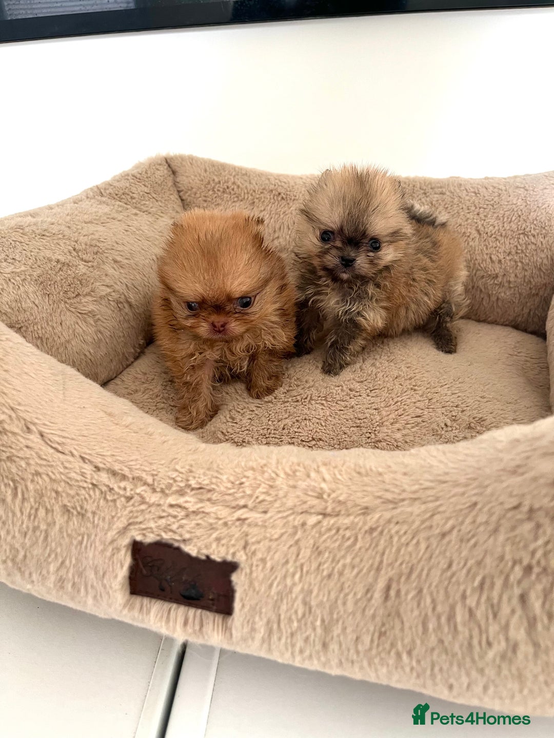 Pomeranian dogs for sale: Extremely Small🐻High Quality🏆Rare Beauty 🔥 - Advert 7