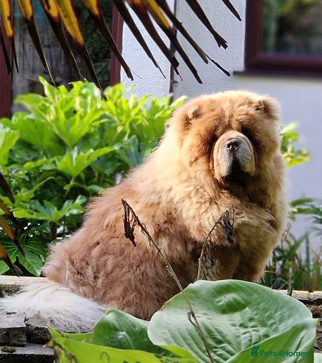 Chow Chow dogs for sale: 🧸🧸Beautiful litter of chow chow puppies🧸🧸 - Image 5
