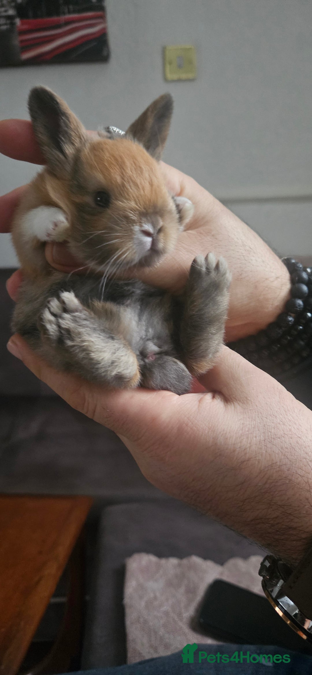 Tri Coloured Dutch rabbits for sale: They are 22 days old and mix Dutch and Rex  - Advert 18