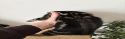 Mixed Breed cats for sale: Bengal mix kittens - Advert 9