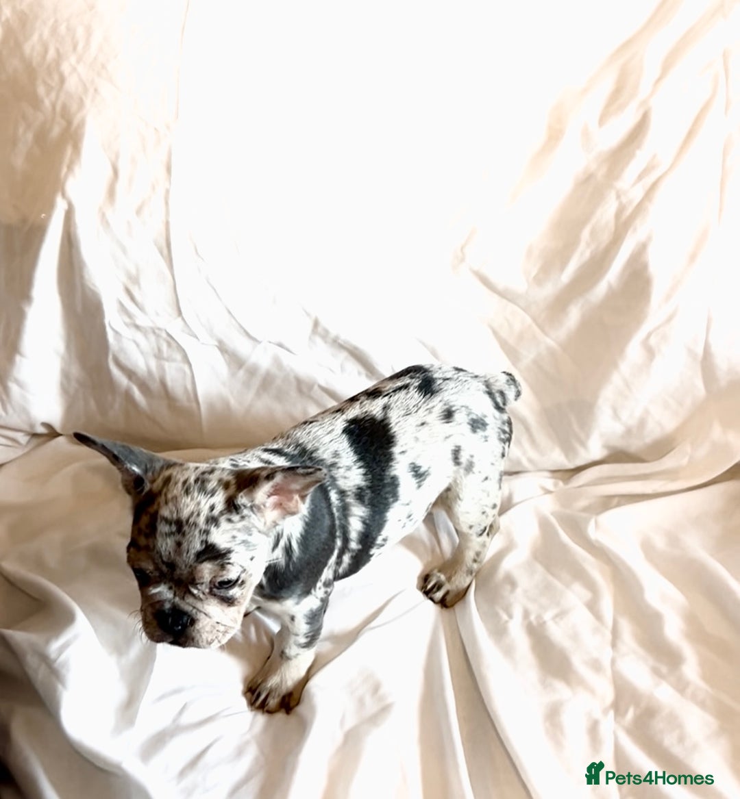 French Bulldog dogs for sale: Stunning fluffy Frenchies ready to leave now  - Advert 6
