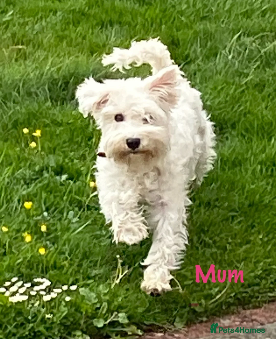 Miniature Schnauzer dogs for sale: Stunning KC Reg Miniature Schnauzers - Advert 2