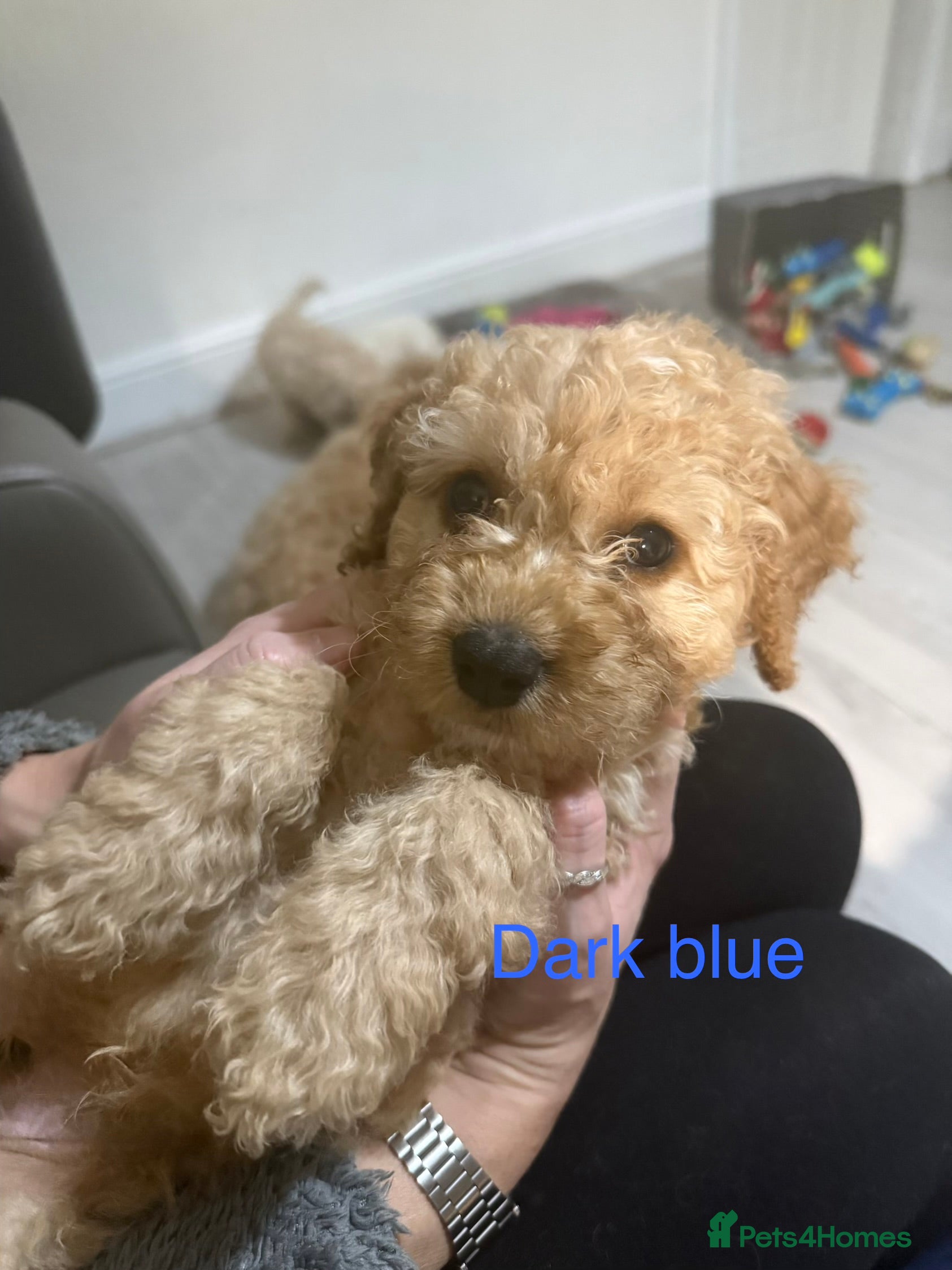 Mixed Breed dogs READY TO GO! 8 Beautiful Cavapoochon Puppies - Advert 5