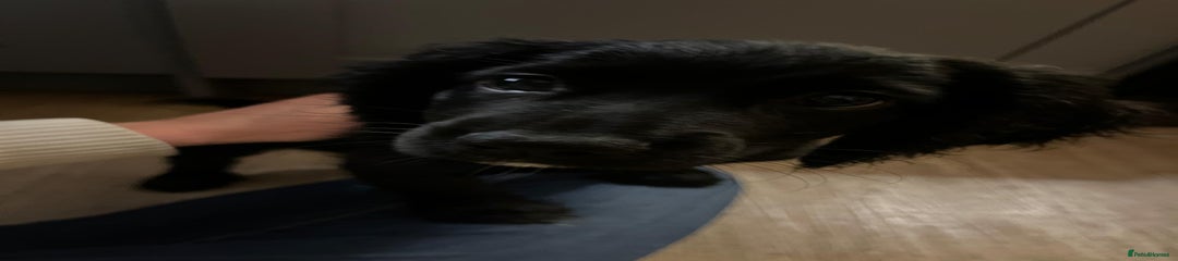 Black Female Cocker Spaniel Pup - Pale Pink Collar