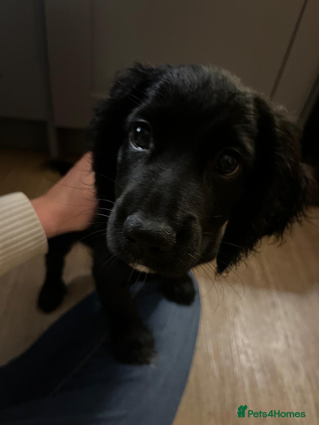 Cocker Spaniel dogs for sale: Gorgeous KC Working Cocker Spaniel Puppy Available - Image 3