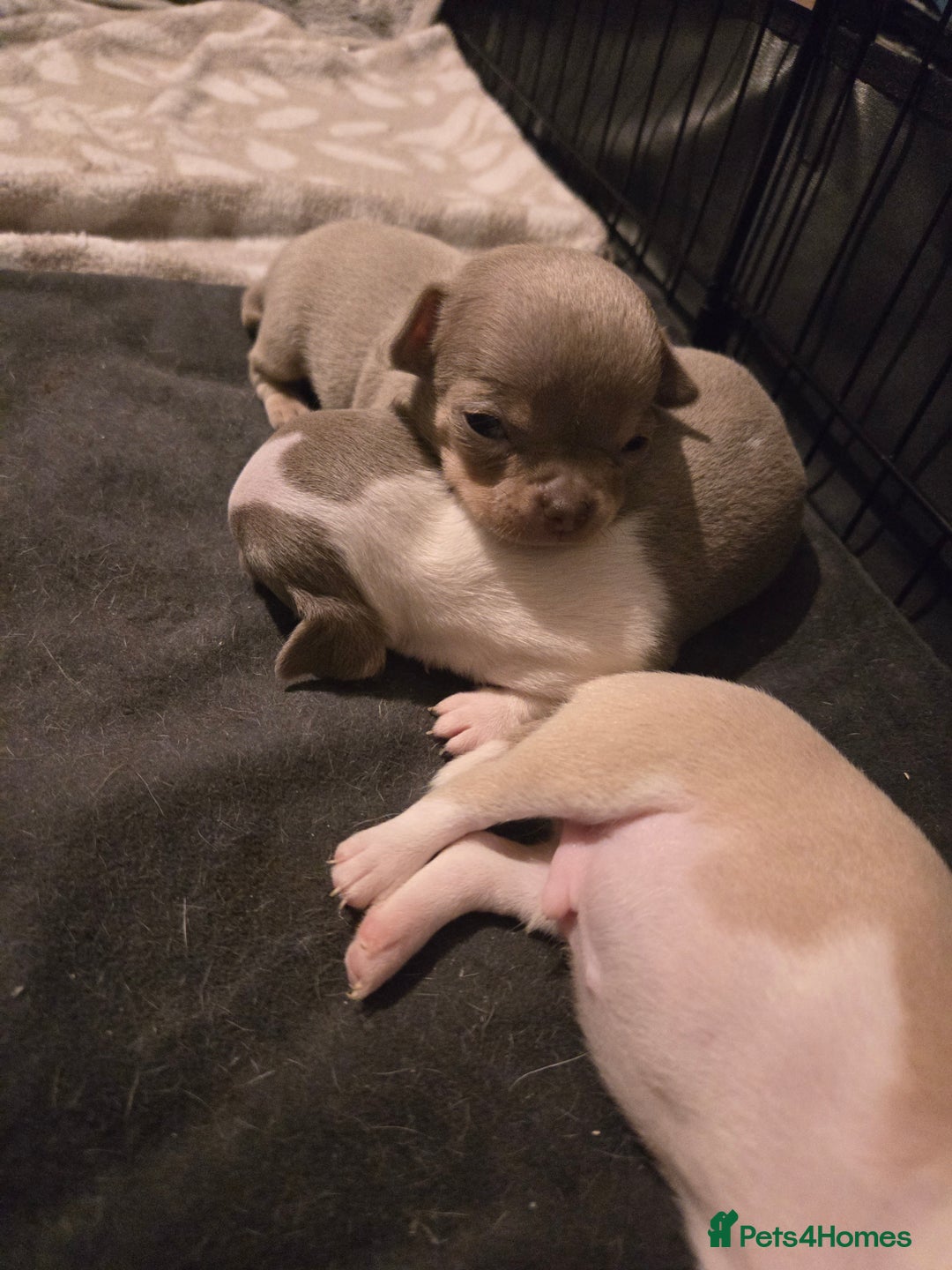 Chihuahua dogs for sale: Gorgeous Chihuahua Puppies Looking 4 Forever Homes - Image 17