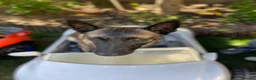 Belgian Shepherd Dog dogs for stud: The one and only Rex in London - Advert 14