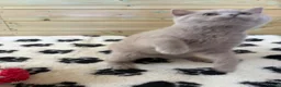 British Shorthair cats for sale: Beautiful pedigree British Shorthair kittens - Advert 4