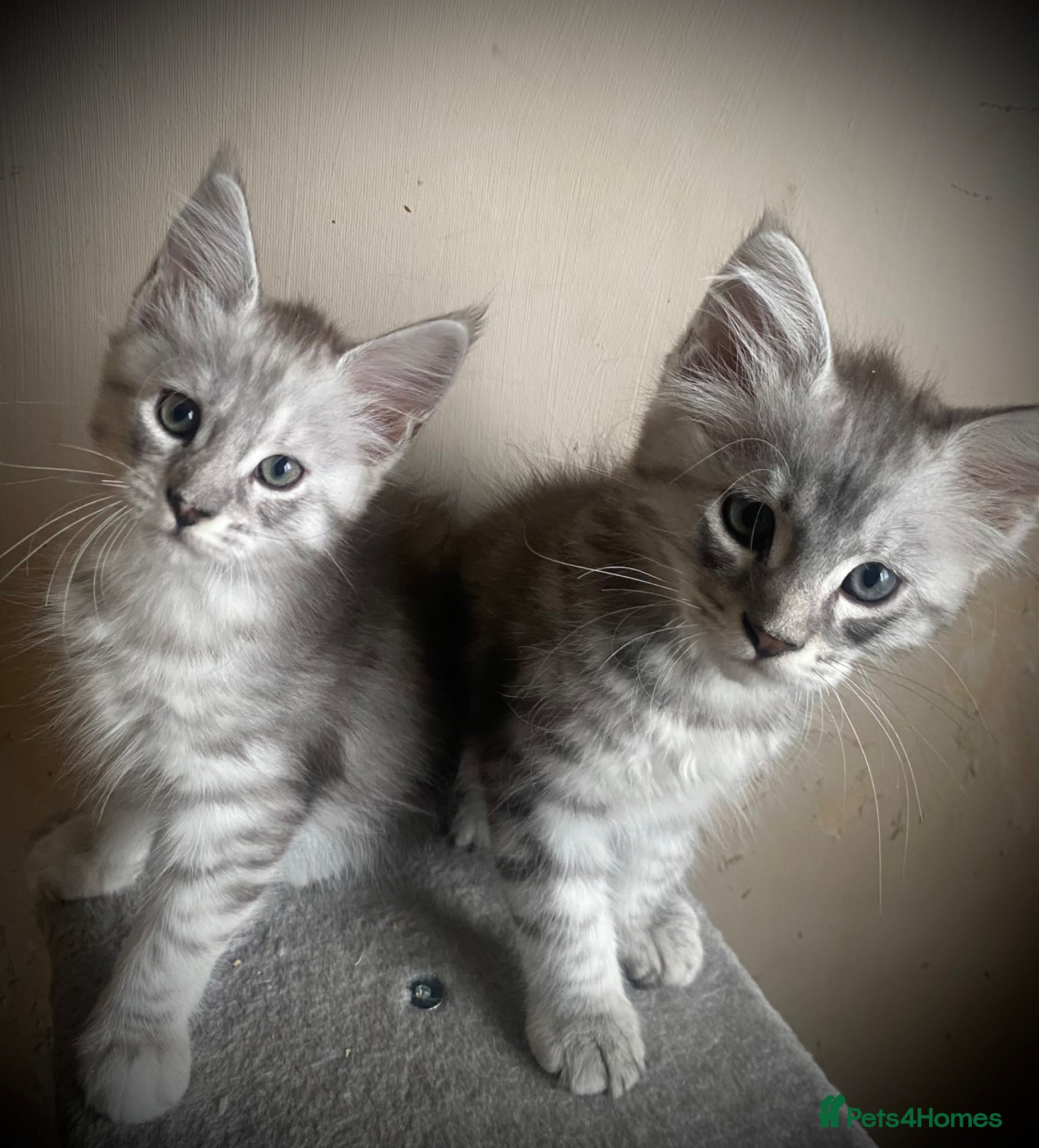 Maine Coon cats for sale: Silver tabby Full Maine Coon Kittens  - Advert 5