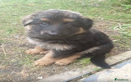 German Shepherd dogs for sale: beautiful long haired working german shepards - Image 2