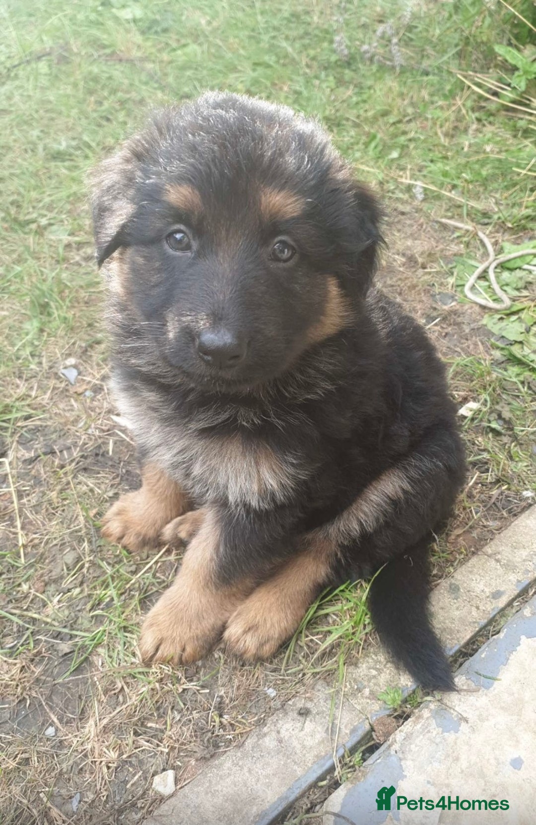 German Shepherd dogs for sale: beautiful long haired working german shepards - Image 2