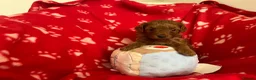 Cavapoo dogs for sale: small type toy F1B cavapoo puppies available  - Advert 7