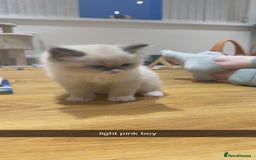 Ragdoll cats for sale: Ragdoll pure breed  - Image 1