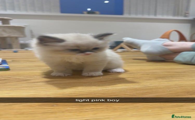 Ragdoll cats - Advert 7